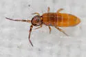 Heteromurus major - photo 3
