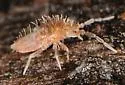 Heteromurus major - photo 4