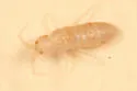 Heteromurus nitidus