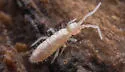 Heteromurus nitidus - photo 2