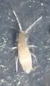 Heteromurus nitidus - photo 3