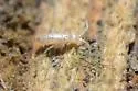 Heteromurus nitidus - photo 4