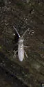 Heteromurus nitidus - photo 5