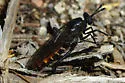 Heteromydas bicolor