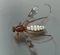Heteromyia fasciata