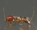 Heteromyia fasciata - photo 2