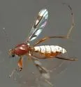 Heteromyia fasciata - photo 3