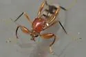 Heteromyia fasciata - photo 4