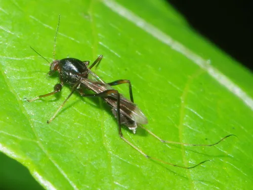 Heteromyia prattii - photo 2