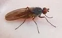 Heteromyza oculata - photo 2