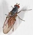 Heteromyza oculata - photo 3