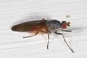 Heteromyza oculata - photo 4