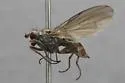 Heteromyza oculata - photo 5