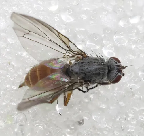 Heteromyza rotundicornis