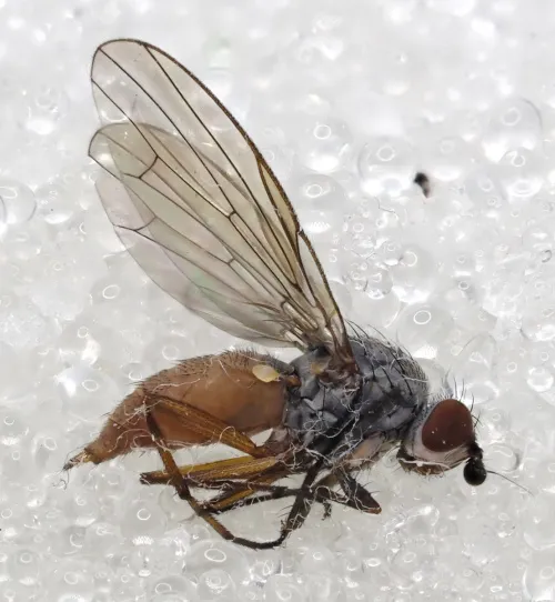 Heteromyza rotundicornis - photo 2