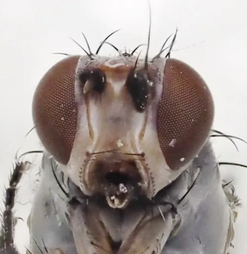 Heteromyza rotundicornis - photo 3