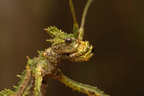 Common Walkingsticks - photo 3