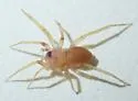 Heteroonops spinimanus