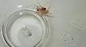 Heteroonops spinimanus - photo 3