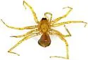 Heteroonops spinimanus - photo 4
