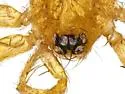 Heteroonops spinimanus - photo 5