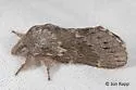 Riley's Lappet Moth - Hodges#7685