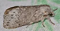 Riley's Lappet Moth - Hodges#7685 - photo 2