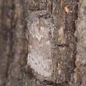 Riley's Lappet Moth - Hodges#7685 - photo 3