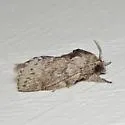 Riley's Lappet Moth - Hodges#7685 - photo 4