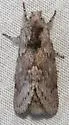 Riley's Lappet Moth - Hodges#7685 - photo 5
