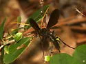 Heteropelma datanae
