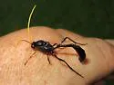 Heteropelma datanae - photo 4