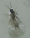Heteropeza pygmaea - Heteropeza pygmaea
