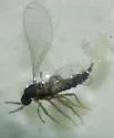 Heteropeza pygmaea - photo 2