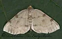 Three-patched Bigwing - Hodges#7645 - Heterophleps refusaria