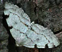 Three-patched Bigwing - Hodges#7645 - photo 2