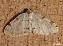 Three-patched Bigwing - Hodges#7645 - photo 3