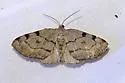 Three-patched Bigwing - Hodges#7645 - photo 4