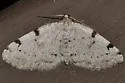 Three-patched Bigwing - Hodges#7645 - photo 5