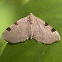 Three-spotted Fillip - Hodges#7647