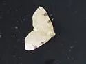 Three-spotted Fillip - Hodges#7647 - photo 4