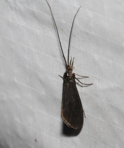 Heteroplectron americanum