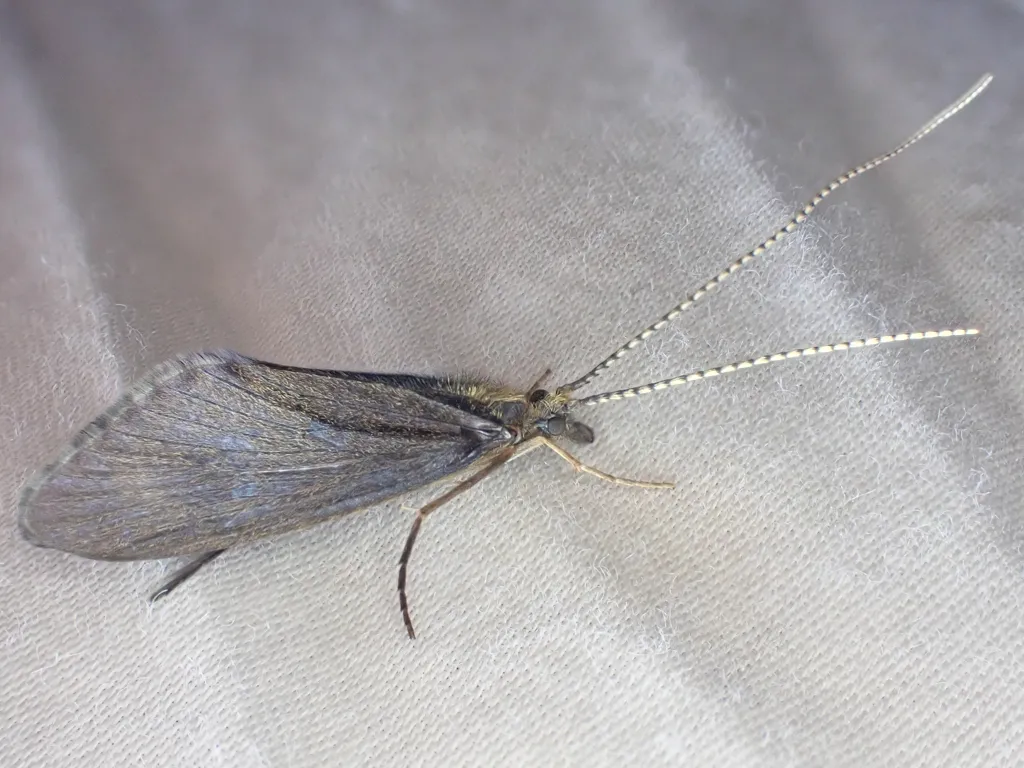 Heteroplectron californicum - photo 2