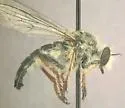 Cazier Twigsitter - photo 3