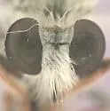 Cazier Twigsitter - photo 4
