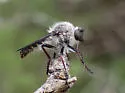Oklahoma Twigsitter