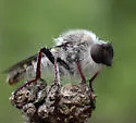 Oklahoma Twigsitter - photo 2