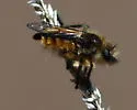 Golden-tailed Twigsitter - photo 3