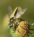 Golden-tailed Twigsitter - photo 4
