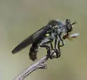 Spring Twigsitter